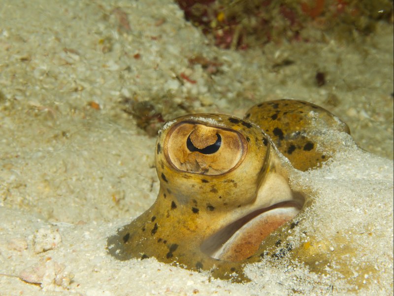 Blue spotted sting ray